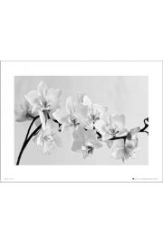 Orchidea White Landscape - plakat premium 40x30 cm