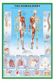Anatomia Czowieka - Szkielet - plakat 61x91,5 cm