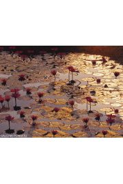 Kwiat Lotosu - plakat premium 80x60 cm