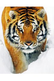 Tygrys Syberyjski w niegu - plakat