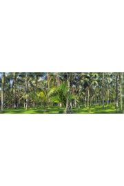 Las Palmowy - plakat 158x53 cm