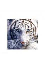 White Tiger - plakat premium 40x40 cm