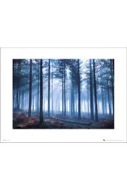Tom Mackie Forest - plakat premium 40x30 cm