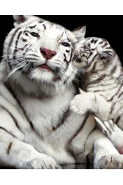 Biae Tygrysy - Pocaunek Dziecka - plakat