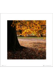 Autumn Tree - plakat premium 40x40 cm