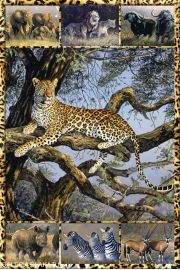 Zwierzta Afryki - plakat 61x91,5 cm