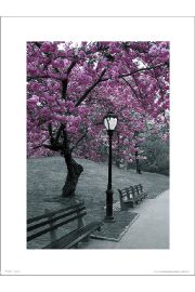 Central Park Blossom - plakat premium 30x40 cm