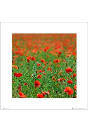 Poppy Field - plakat premium 40x40 cm