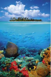 Tropikalna Wyspa i Rafa Koralowa - plakat 61x91,5 cm