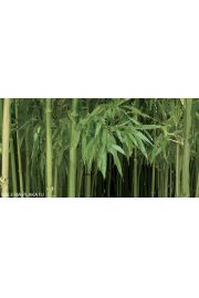 Las Bambusowy - plakat premium 100x50 cm