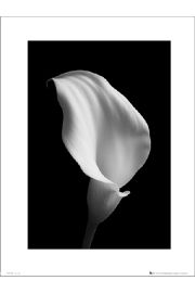 Calla Black and White - plakat premium 30x40 cm