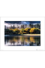 Forest Autumn Light - plakat premium 40x30 cm