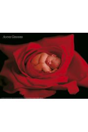 Anne Geddes - Dziecko w Czerwonej Ry - plakat