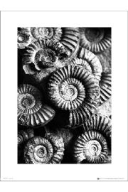 Fossils Black And White - plakat premium 30x40 cm