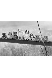 Psy na Belce - Nowy Jork - plakat 91,5x61 cm