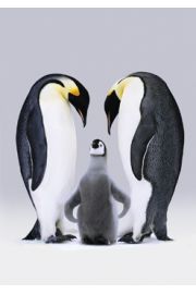 Pingwiny Cesarskie - plakat 61x86,5 cm