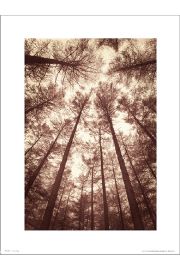 Tree Tops Sepia - plakat premium 30x40 cm