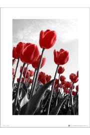 Czerwone Tulipany - plakat premium 30x40 cm