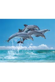 Delfiny - plakat