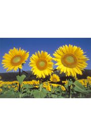 Soneczniki - Sunflowers - plakat 91,5x61 cm
