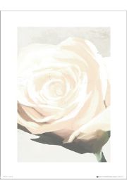 Ra Floral Rose White - plakat premium