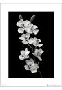 Orchidea Black & White Portrait - plakat premium