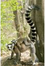 Lemury - plakat 61x91,5 cm