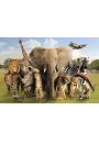Dzikie Zwierzta Afryki i Azji - plakat 91,5x61 cm