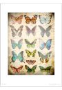 Butterflies Vintage - plakat premium 40x50 cm