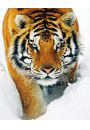 Tygrys Syberyjski w niegu - plakat