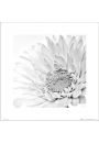 White Gerbera Close Up - plakat premium 40x40 cm