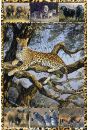 Zwierzta Afryki - plakat 61x91,5 cm