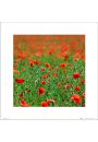 Poppy Field - plakat premium 40x40 cm