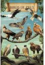 Drapiene Ptaki Orze Jastrzb Sok ... - plakat 61x91,5 cm