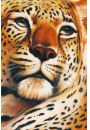 Gepard - Leopard - plakat 61x91,5 cm