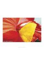 Motyl Papillon Jaune - plakat premium 80x60 cm