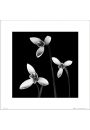 3 Flowers Black & White - plakat premium 40x40 cm