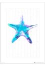 Seaside Starfish Blue - plakat premium 30x40 cm
