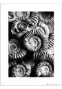 Fossils Black And White - plakat premium 30x40 cm