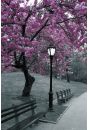 Central Park - Kwitnce Winie - Nowy Jork - plakat 61x91,5 cm