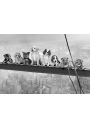 Psy na Belce - Nowy Jork - plakat 91,5x61 cm