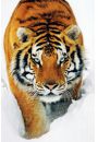 Tygrys w niegu - plakat 61x91,5 cm