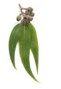 Orientana Mydo z masem shea: neem eukaliptus drzewo herbaciane 100 g