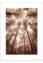 Tree Tops Sepia - plakat premium 30x40 cm