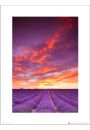 Tom Mackie Purple Field And Sky - plakat premium 30x40 cm