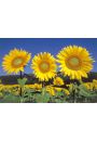 Soneczniki - Sunflowers - plakat 91,5x61 cm