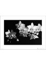 Orchidea Black And White - plakat premium