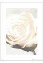 Ra Floral Rose White - plakat premium