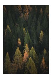 Jesienny las - plakat 70x100 cm