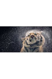 Tygrys - plakat premium 100x50 cm